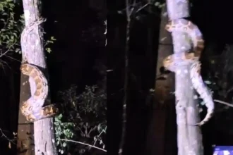 giant python climbing a tree in thirthahalli