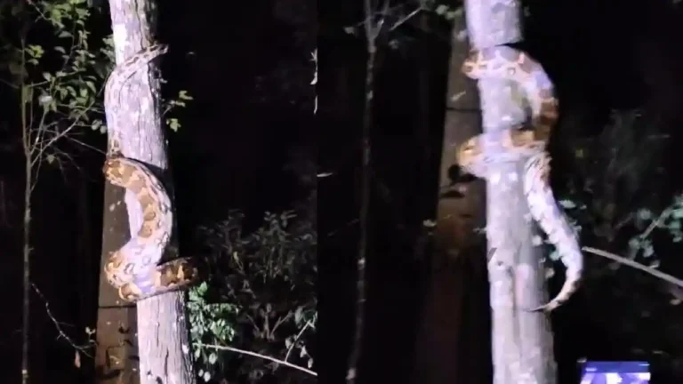 giant python climbing a tree in thirthahalli