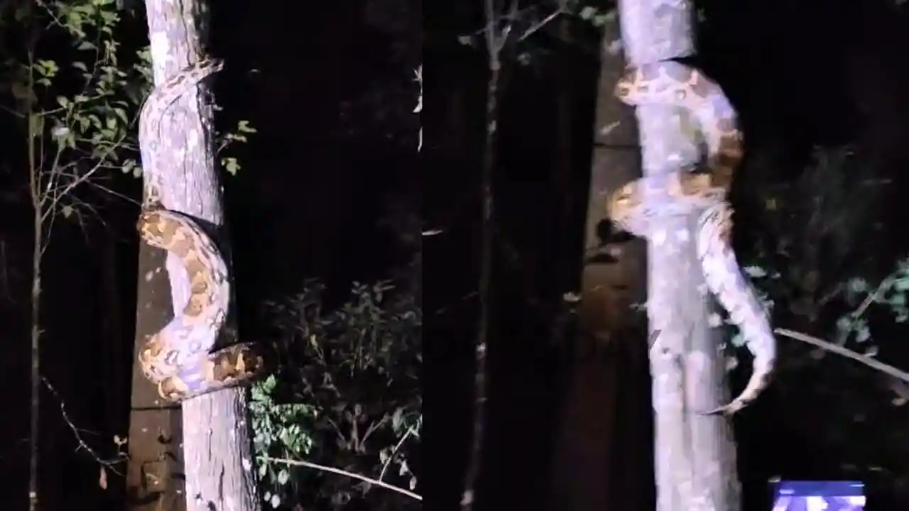 giant python climbing a tree in thirthahalli