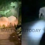 Wild Elephants in Thirthahalli