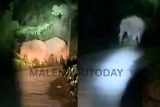 Wild Elephants in Thirthahalli