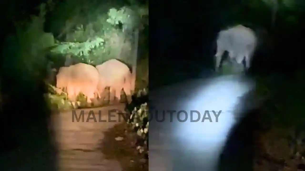 Wild Elephants in Thirthahalli