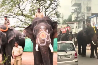 Shivamogga Dasara Elephants, ಶಿವಮೊಗ್ಗ ದಸರಾ, ಅಂಬಾರಿ ಮೆರವಣಿಗೆ, ಸಕ್ರೆಬೈಲು ಆನೆ, ಸಾಗರ, ಬಾಲಣ್ಣ, ಬಹದ್ದೂರ್, ದಸರಾ ಮಹೋತ್ಸವ, ತಾಲೀಮು, ಮಲೆನಾಡು ಟುಡೆ ,#ShivamoggaDasara, #Dasara2025 #AmbariProcession, #SakrebailuElephants, #KarnatakaDasara, #MalenaduToday #IndianFestival