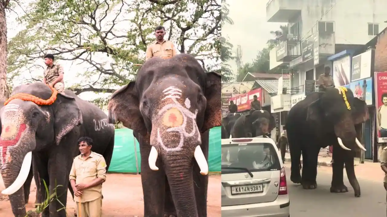 ಶಿವಮೊಗ್ಗ ದಸರಾ: ಜಂಬೂಸವಾರಿಗೆ ಬಂದ ಸಕ್ರೆಬೈಲ್ ಆನೆಗಳ ತಾಲೀಮು ಆರಂಭ 3 Shivamogga Dasara Elephants, ಶಿವಮೊಗ್ಗ ದಸರಾ, ಅಂಬಾರಿ ಮೆರವಣಿಗೆ, ಸಕ್ರೆಬೈಲು ಆನೆ, ಸಾಗರ, ಬಾಲಣ್ಣ, ಬಹದ್ದೂರ್, ದಸರಾ ಮಹೋತ್ಸವ, ತಾಲೀಮು, ಮಲೆನಾಡು ಟುಡೆ ,#ShivamoggaDasara, #Dasara2025 #AmbariProcession, #SakrebailuElephants, #KarnatakaDasara, #MalenaduToday #IndianFestival