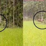 Elephants Roam Freely in Thirthahalli
