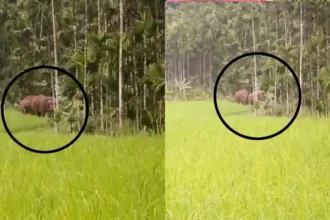 Elephants Roam Freely in Thirthahalli