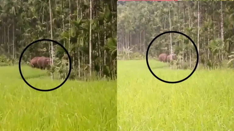 Elephants Roam Freely in Thirthahalli