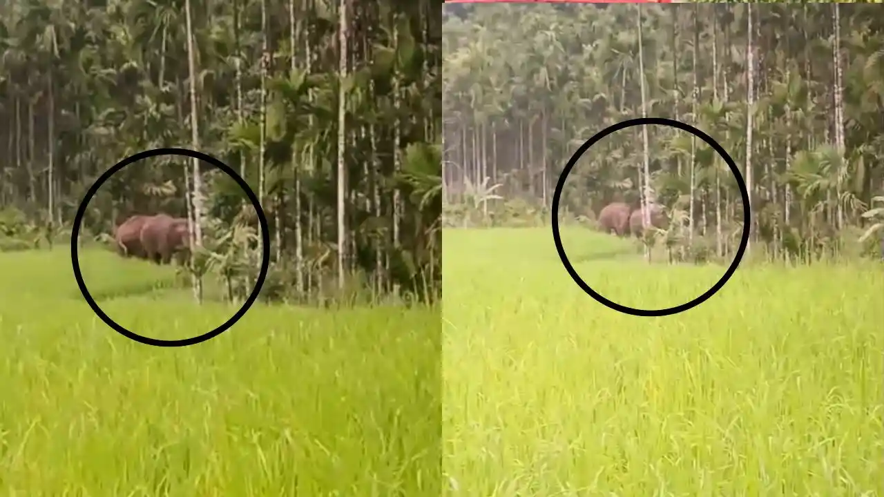 Elephants Roam Freely in Thirthahalli
