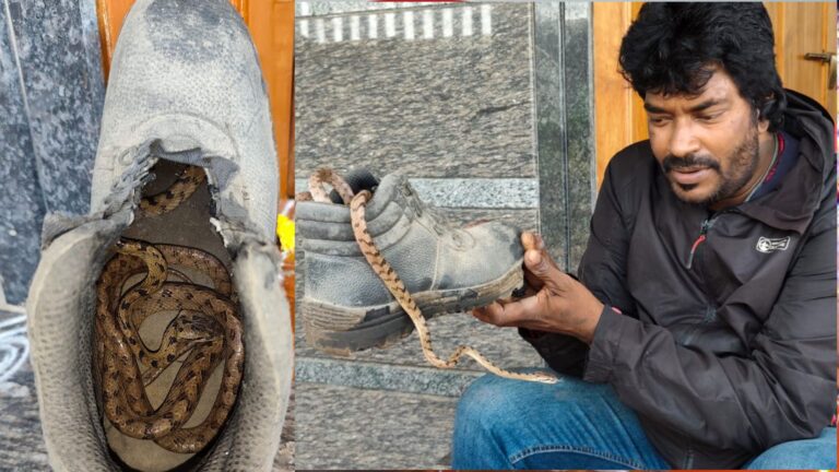 Snake rescue