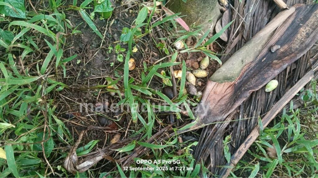 Arecanut news ಕೊಳೆ ರೋಗದಿಂದ ಉದುರುತ್ತಿರುವ ಅಡಿಕೆ
