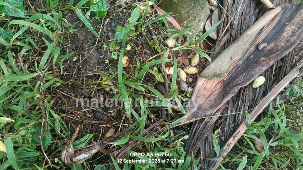Arecanut news ಕೊಳೆ ರೋಗದಿಂದ ಉದುರುತ್ತಿರುವ ಅಡಿಕೆ