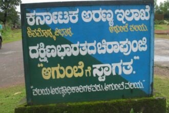 Wild elephant agumbe