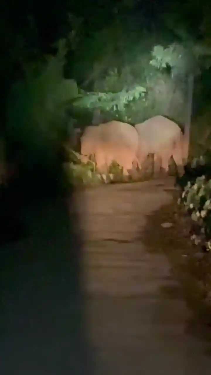 Wild Elephants in Thirthahalli