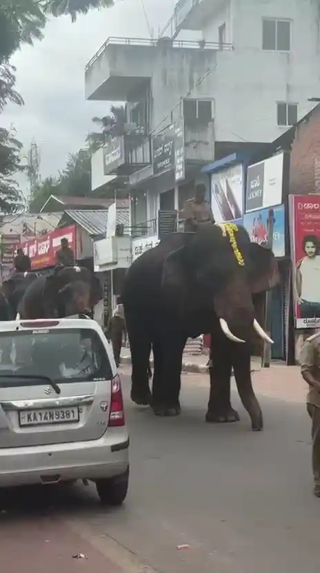 ಶಿವಮೊಗ್ಗ ದಸರಾ: ಜಂಬೂಸವಾರಿಗೆ ಬಂದ ಸಕ್ರೆಬೈಲ್ ಆನೆಗಳ ತಾಲೀಮು ಆರಂಭ 4 Shivamogga Dasara Elephants, ಶಿವಮೊಗ್ಗ ದಸರಾ, ಅಂಬಾರಿ ಮೆರವಣಿಗೆ, ಸಕ್ರೆಬೈಲು ಆನೆ, ಸಾಗರ, ಬಾಲಣ್ಣ, ಬಹದ್ದೂರ್, ದಸರಾ ಮಹೋತ್ಸವ, ತಾಲೀಮು, ಮಲೆನಾಡು ಟುಡೆ ,#ShivamoggaDasara, #Dasara2025 #AmbariProcession, #SakrebailuElephants, #KarnatakaDasara, #MalenaduToday #IndianFestival