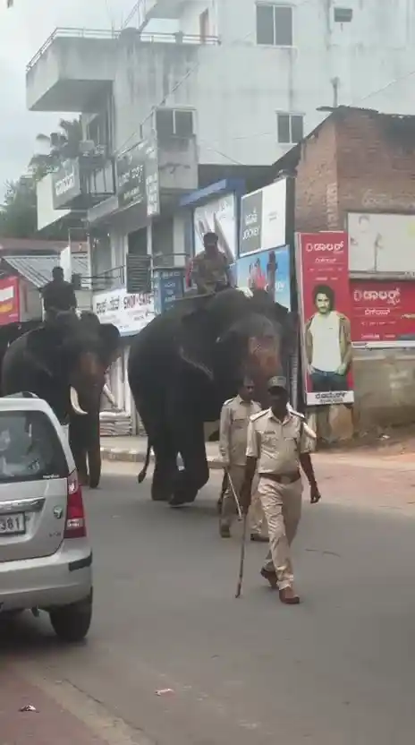 ಶಿವಮೊಗ್ಗ ದಸರಾ: ಜಂಬೂಸವಾರಿಗೆ ಬಂದ ಸಕ್ರೆಬೈಲ್ ಆನೆಗಳ ತಾಲೀಮು ಆರಂಭ 5 Shivamogga Dasara Elephants, ಶಿವಮೊಗ್ಗ ದಸರಾ, ಅಂಬಾರಿ ಮೆರವಣಿಗೆ, ಸಕ್ರೆಬೈಲು ಆನೆ, ಸಾಗರ, ಬಾಲಣ್ಣ, ಬಹದ್ದೂರ್, ದಸರಾ ಮಹೋತ್ಸವ, ತಾಲೀಮು, ಮಲೆನಾಡು ಟುಡೆ ,#ShivamoggaDasara, #Dasara2025 #AmbariProcession, #SakrebailuElephants, #KarnatakaDasara, #MalenaduToday #IndianFestival