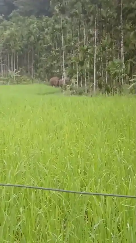 Elephants Roam Freely in Thirthahalli