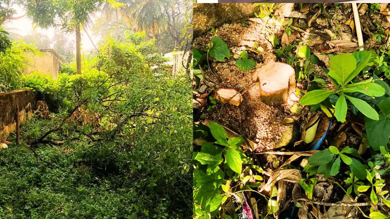 ಶಿವಮೊಗ್ಗ ಸಿಟಿಯಲ್ಲಿಯೇ ಶ್ರೀಗಂಧ ಕಳ್ಳತನ! ಇದು ಎರಡನೇ ಸಲ! 1 Srigandha Theft in Shivamogga Thieves Target PWD Quarters