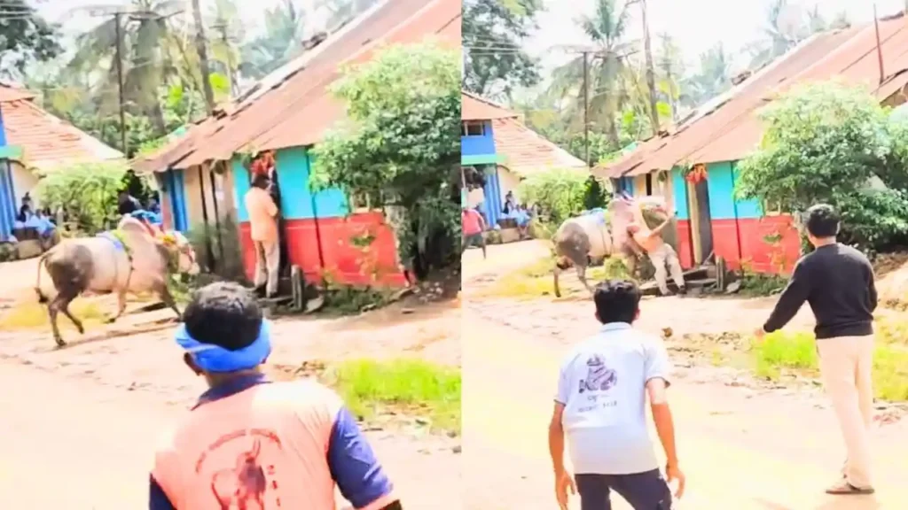 ಹೋರಿಹಬ್ಬ : ಮಾಜಿ ಶಾಸಕರ ಬೆನ್ನಿಗೆ ತಿವಿದು, ನೆಲಕ್ಕೆ ಕೆಡವಿದ ಹೋರಿ! ದೃಶ್ಯ ಸುದ್ದಿ 1 Ex-MLA Mahalingappa Gored by Bull at Horihabba in Shikaripura: Escapes Major Injury