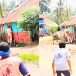 ಹೋರಿಹಬ್ಬ : ಮಾಜಿ ಶಾಸಕರ ಬೆನ್ನಿಗೆ ತಿವಿದು, ನೆಲಕ್ಕೆ ಕೆಡವಿದ ಹೋರಿ! ದೃಶ್ಯ ಸುದ್ದಿ 5 Ex-MLA Mahalingappa Gored by Bull at Horihabba in Shikaripura: Escapes Major Injury