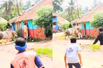 Ex-MLA Mahalingappa Gored by Bull at Horihabba in Shikaripura: Escapes Major Injury