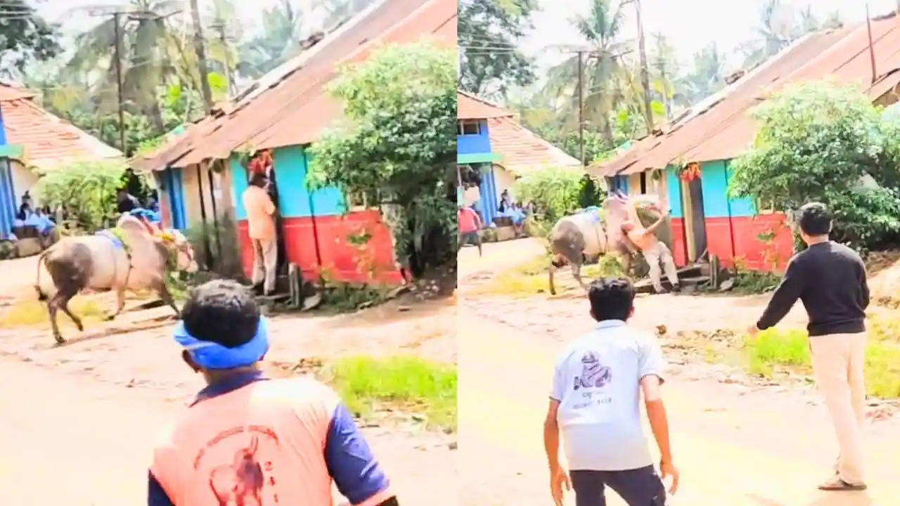 ಹೋರಿಹಬ್ಬ : ಮಾಜಿ ಶಾಸಕರ ಬೆನ್ನಿಗೆ ತಿವಿದು, ನೆಲಕ್ಕೆ ಕೆಡವಿದ ಹೋರಿ! ದೃಶ್ಯ ಸುದ್ದಿ 1 Ex-MLA Mahalingappa Gored by Bull at Horihabba in Shikaripura: Escapes Major Injury
