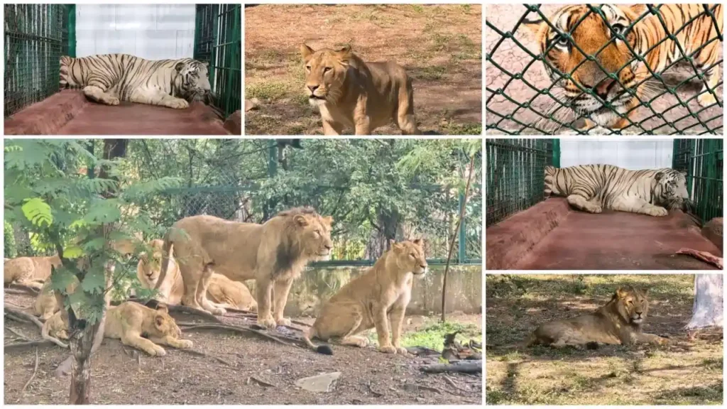 Tyavarekoppa Safari Welcomes 5 New Animals, Including First White Tiger