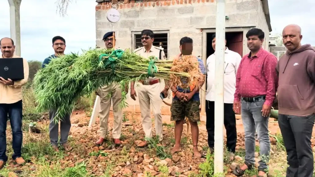 Shikaripura Police Seize 28 Cannabis Plants, Arrest One in Dindadahalli |35k Worth Ganja Confiscated