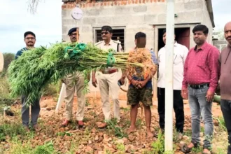 Shikaripura Police Seize 28 Cannabis Plants, Arrest One in Dindadahalli |35k Worth Ganja Confiscated