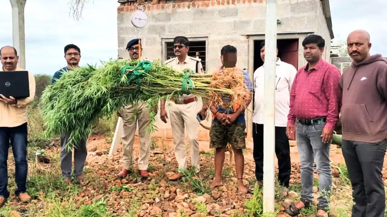 ಸಿಕ್ಕ ಮಾಹಿತಿ ಆಧರಿಸಿ ಜಮೀನಿಗೆ ಇಳಿದ ಪೊಲೀಸ್! ಸಿಕ್ಕಿತು ಆ ಸೊಪ್ಪು 1 Shikaripura Police Seize 28 Cannabis Plants, Arrest One in Dindadahalli |35k Worth Ganja Confiscated