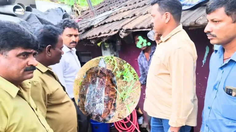 Forest Mobile Squad of Sagar seized a Black Turtle Kappu Aame during a raid in Bekallu Siddeshwara Nagara, Hosanagara.