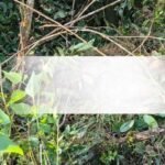 ಕಾಡಾನೆ ದಾಳಿಗೆ ಇಬ್ಬರು ಬಲಿ 2 Wild elephant attack