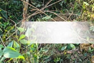 Wild elephant attack