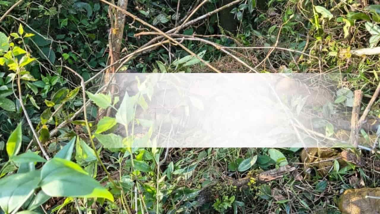 Wild elephant attack