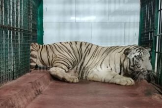 Lion safari shivamogga