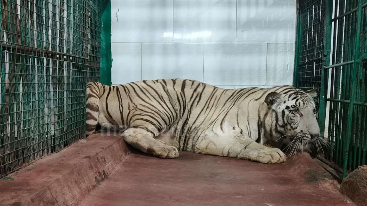 Lion safari shivamogga