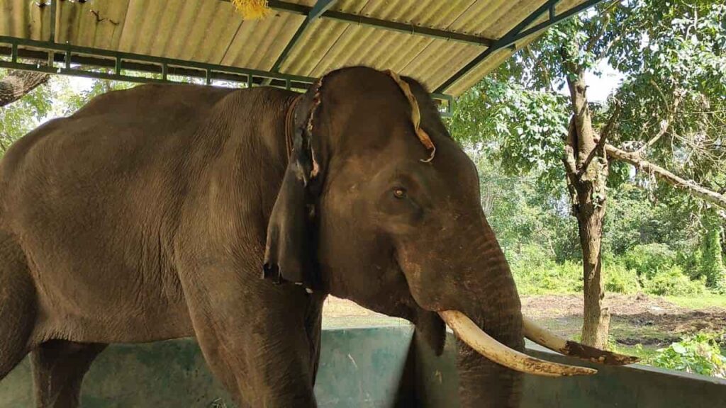 Sakrebailu Elephant Camp