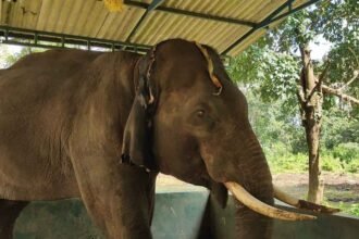 Sakrebailu Elephant Camp