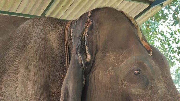 Sakrebail elephant Bengaluru Veterinary Team