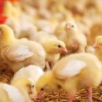 ರೈತ ಮಹಿಳೆಯರಿಗೆ ಗುಡ್ ನ್ಯೂಸ್: ಉಚಿತವಾಗಿ ಸಿಗಲಿವೆ ನಾಟಿ ಕೋಳಿಮರಿಗಳು 11 Free Country Chicken Chicks