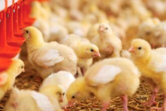 Free Country Chicken Chicks