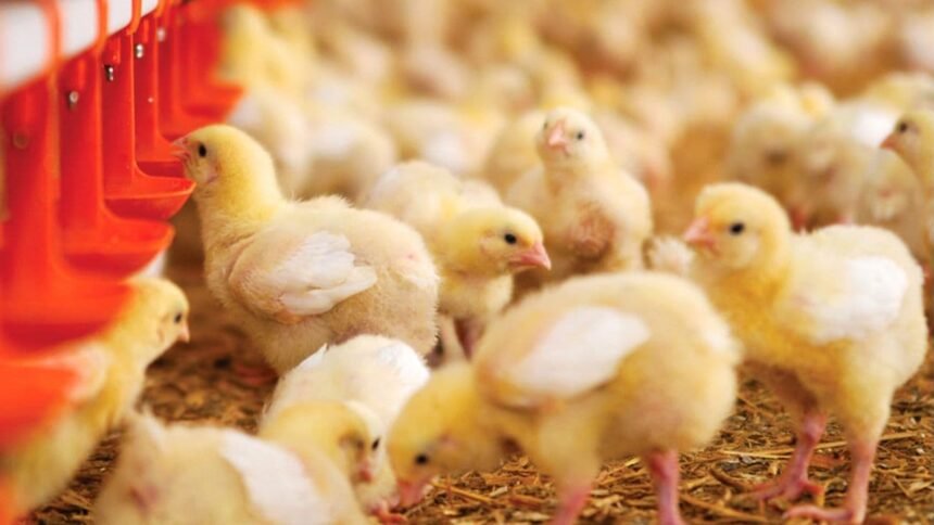 Free Country Chicken Chicks