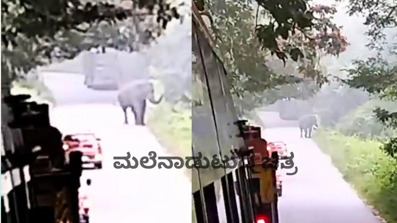 Wild Elephant Sighted on Sakrebailu-Mandagadde Road: Shivamogga