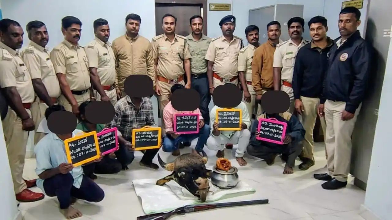Six Arrested for Bison Gaur Poaching in Mudigere Forest Chikkamagaluru