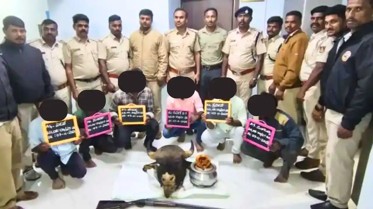 Six Arrested for Bison Gaur Poaching in Mudigere Forest Chikkamagaluru