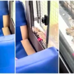 Leopard Attacks Tourist Bus in Bannerghatta Safari, Woman Injured; Non-AC Safaris Suspended