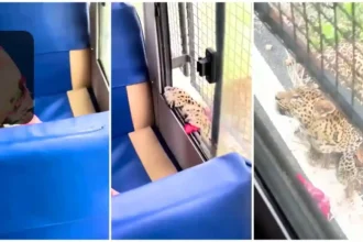 Leopard Attacks Tourist Bus in Bannerghatta Safari, Woman Injured; Non-AC Safaris Suspended