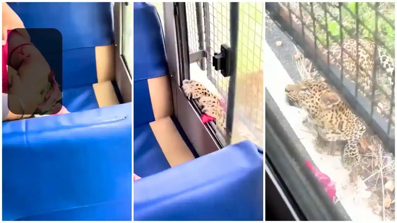 ಸಫಾರಿ ಬಸ್ ಮೇಲೆ ಚಿರತೆ ದಾಳಿ! ನಡೆದಿದ್ದೇನು! ವಿಡಿಯೋ ನೋಡಿ 1 Leopard Attacks Tourist Bus in Bannerghatta Safari, Woman Injured; Non-AC Safaris Suspended