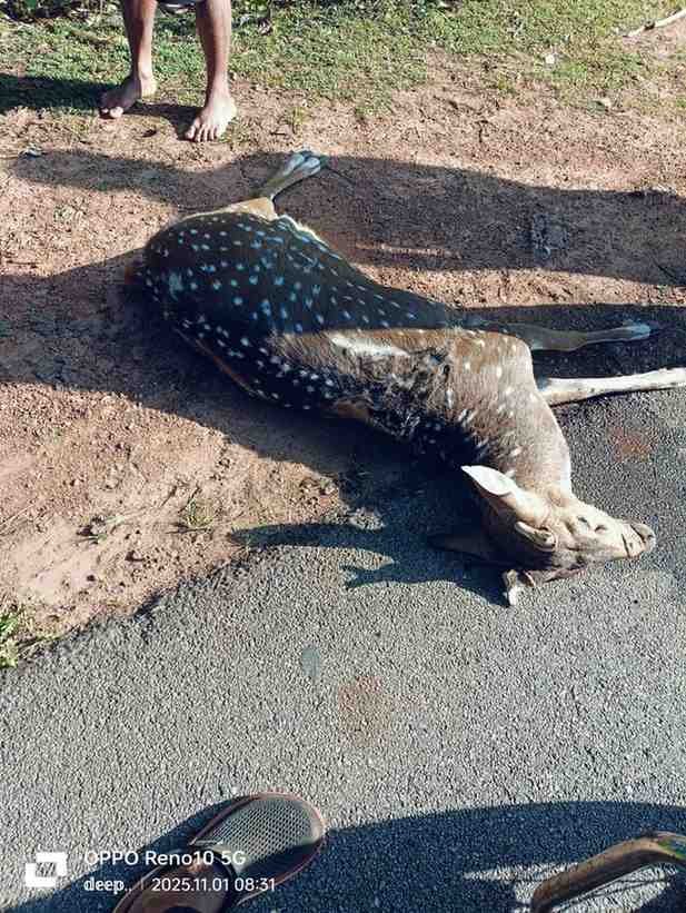 Deer Killed by Speeding Vehicle in Tirthahalli.