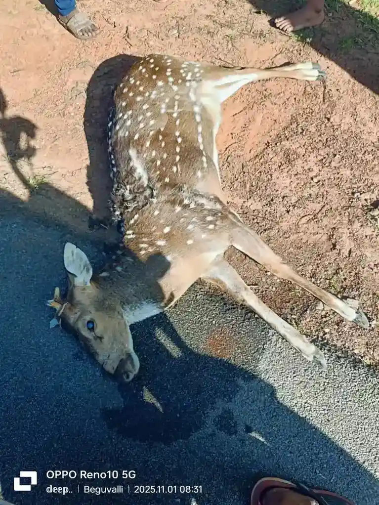 Deer Killed by Speeding Vehicle in Tirthahalli.