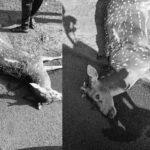 23ನೇ ಮೈಲಿಗಲ್ಲು | ನೀರು ಕುಡಿಯಲು ರಸ್ತೆ ದಾಟ್ತಿದ್ದ ಜಿಂಕೆ ಸಾವು! 2 Deer Killed by Speeding Vehicle in Tirthahalli.